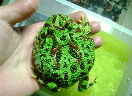 角蛙饲养 角蛙饲养不难适合新手去饲养_360问