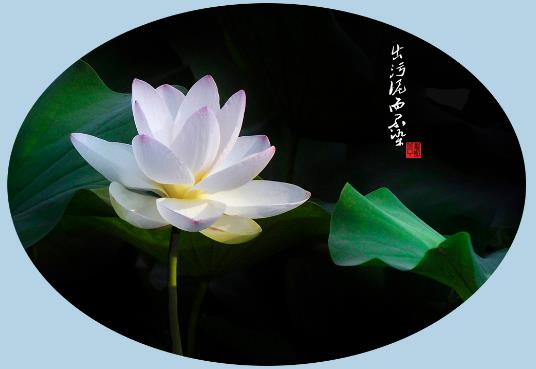 凡圣佛曰:笑着面对,不去埋怨.   悠然,随心,随性,随缘.