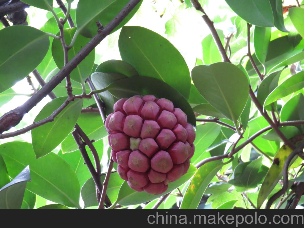 布福娜果(人头果 学名:黑老虎)