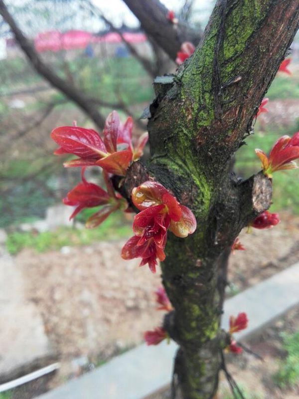 怎么形容更加贴切呢?大概意思就是春天来了,树