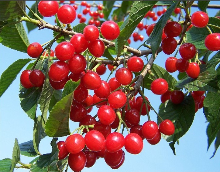 樱桃品种那种最好_大棚樱桃新品种_甜樱桃