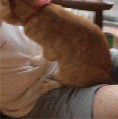一只要挽着主人的胳膊才睡得香甜的橘猫