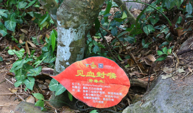 世界上最奇特的植物箭毒木