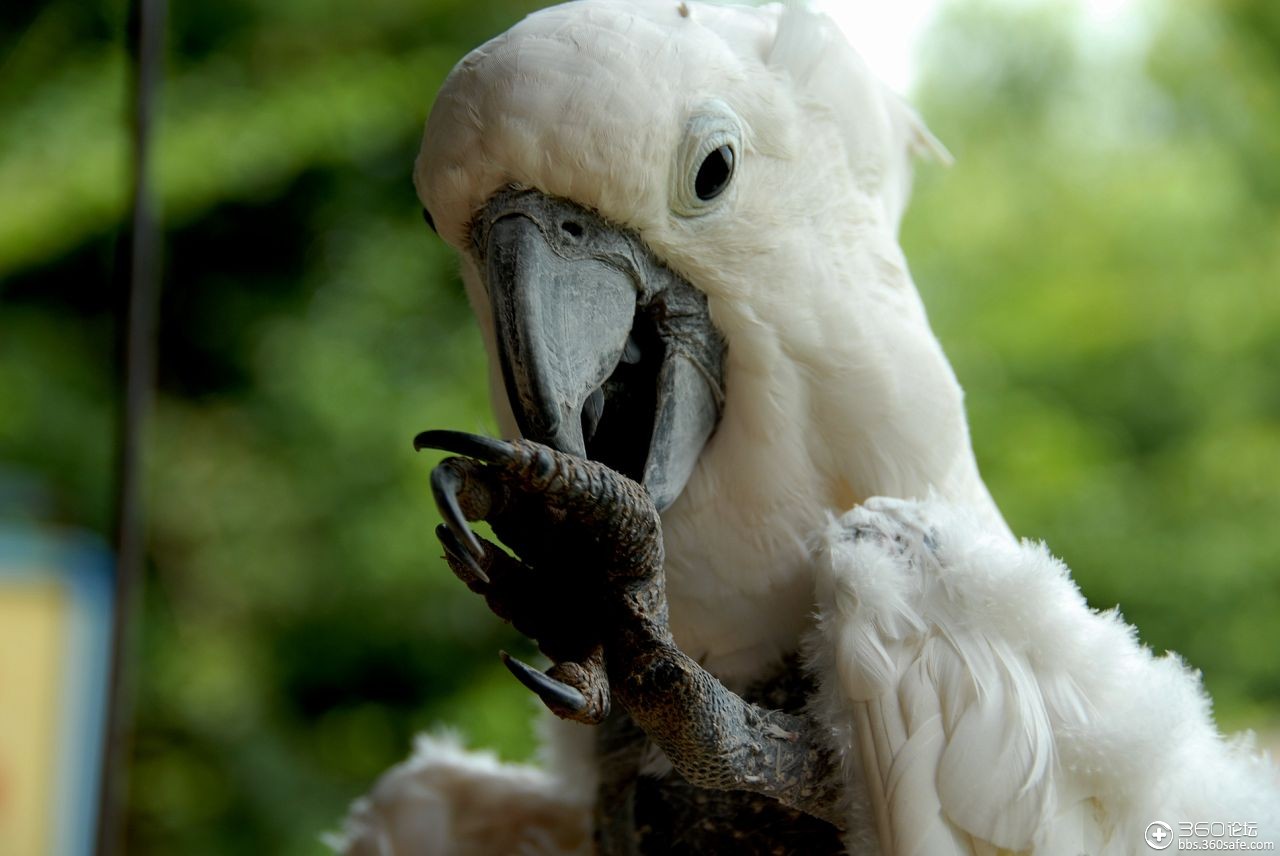 鹦鹉智商排名_鹦鹉品种智商排名前十(2)
