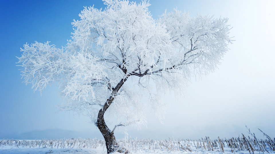 冬雪遐想