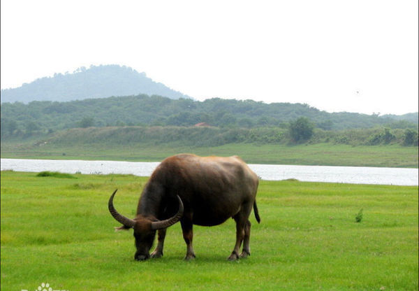 水牛吃什么_360问答