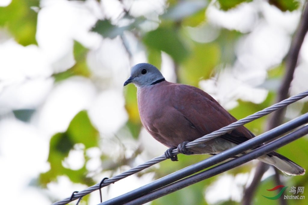 火斑鳩