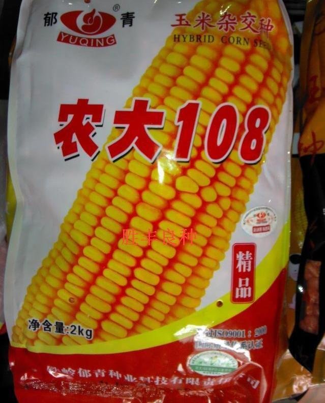 农大108玉米图片