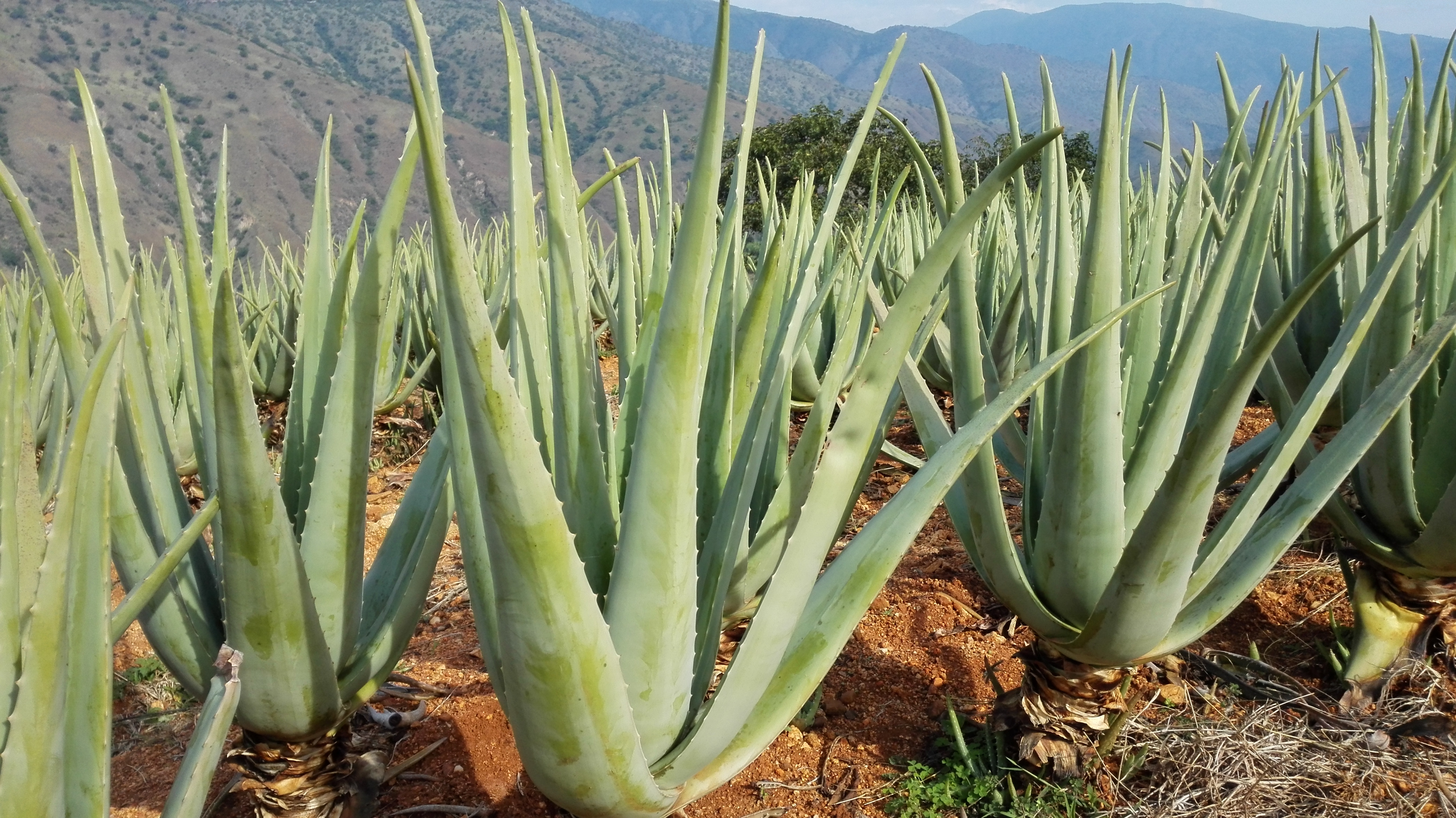 韩国种植的芦荟好还是中国种植的芦荟好?