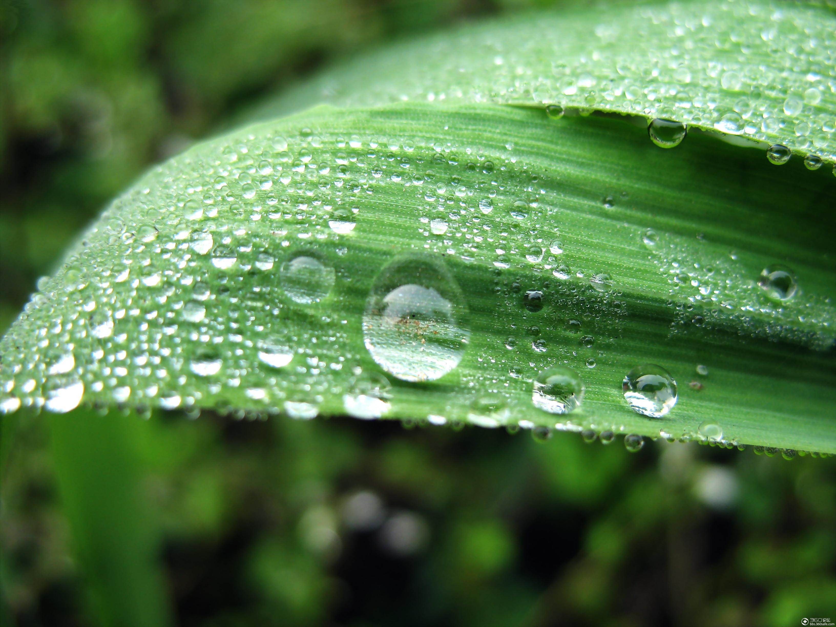 360资源组清晨露珠更加动人