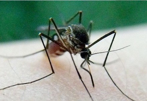 总是招蚊子叮咬很可能要怨基因