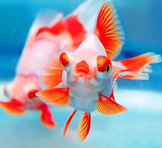 中国金鱼大全!《八》