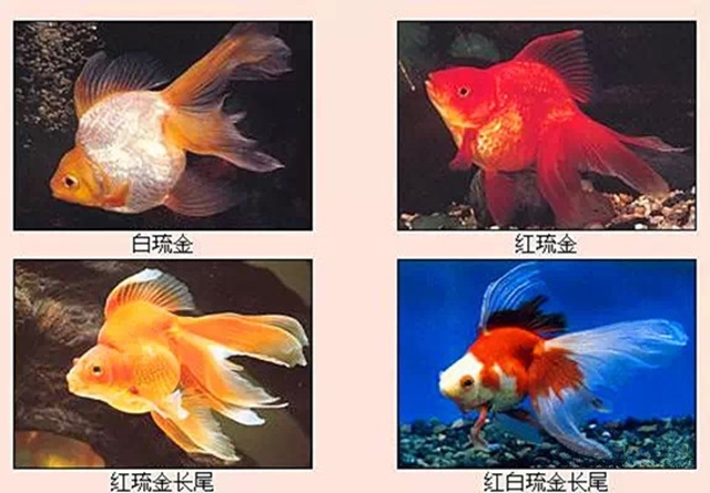 琉金金鱼禁忌图片