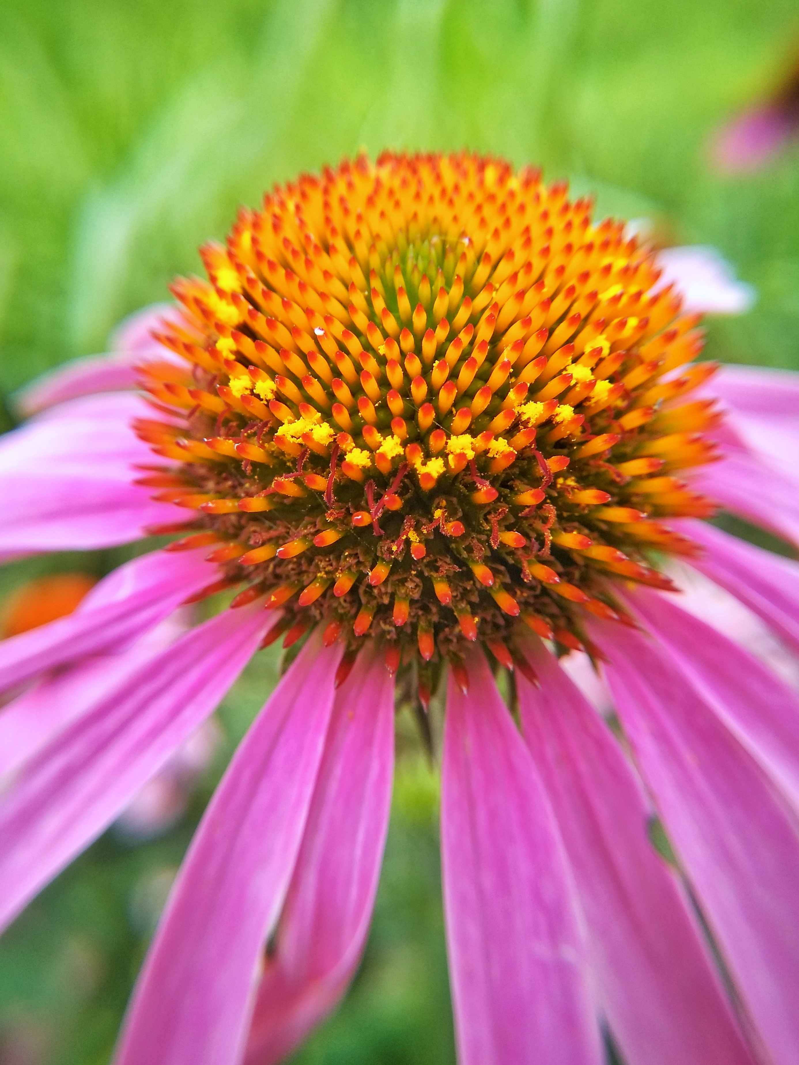 夏天】花花草草