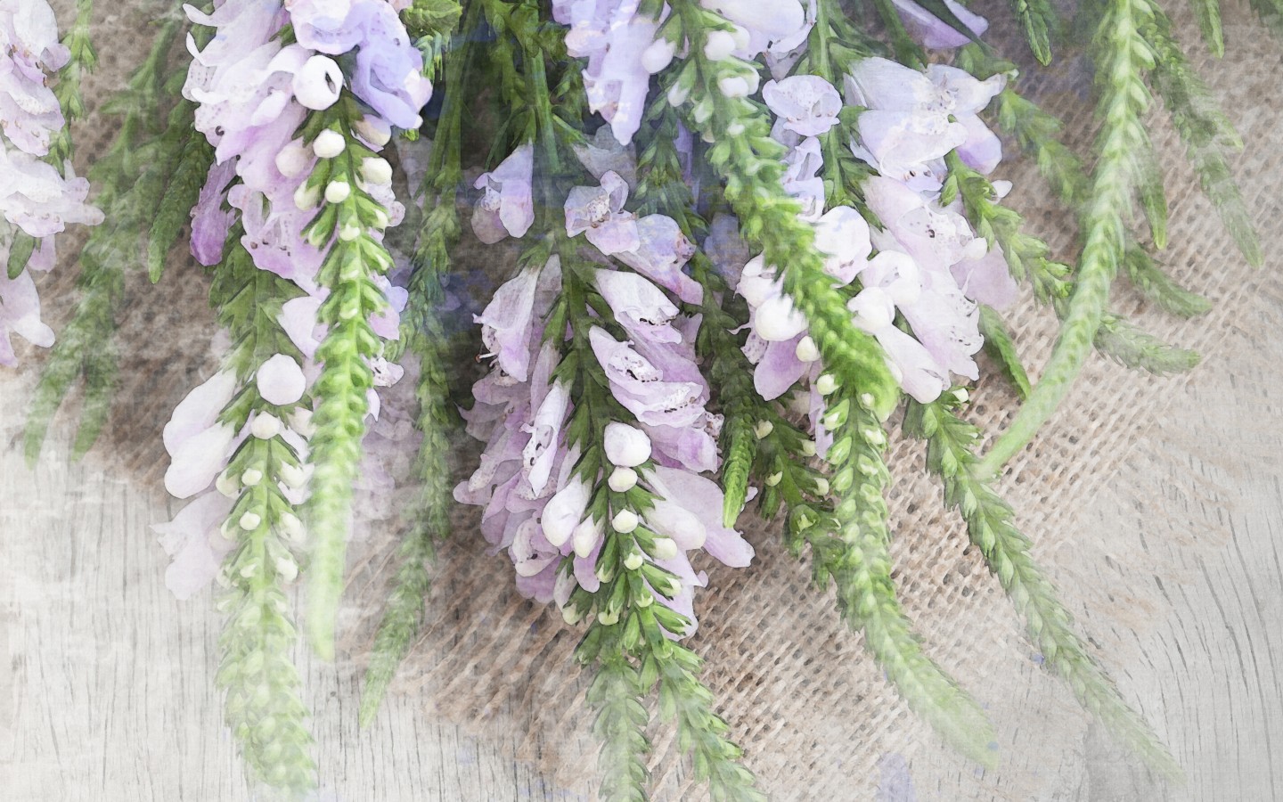 flower唯美壁纸桌面