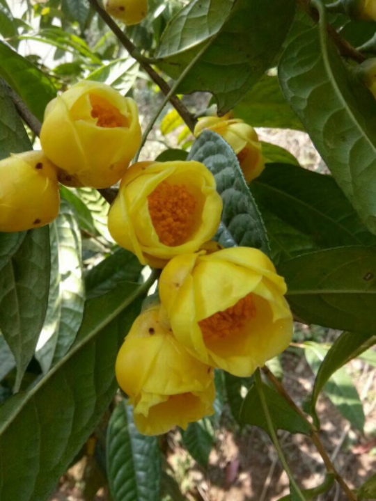 桂林金花茶出售了