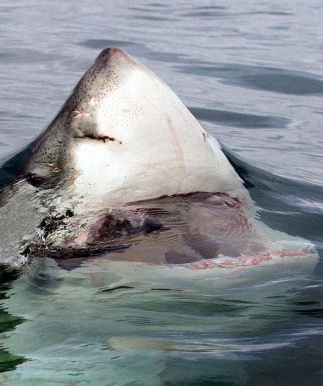 近距离看大白鲨