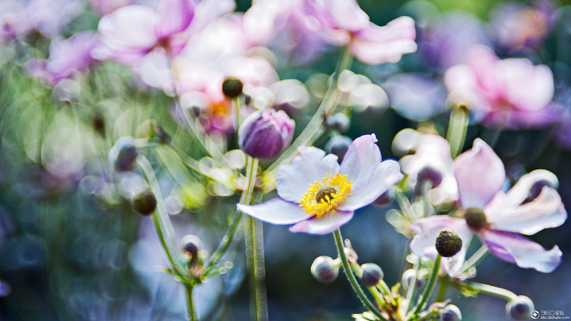 小清新花草桌面高清壁纸