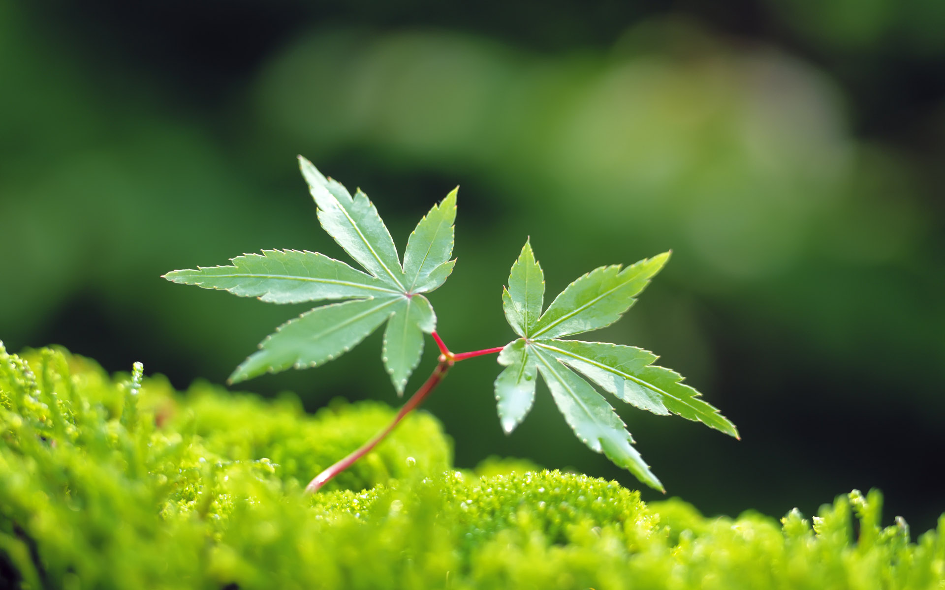 360资源组新芽嫩叶高清壁纸