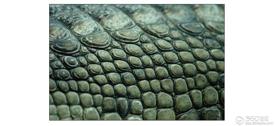 爬行动物的鳞片