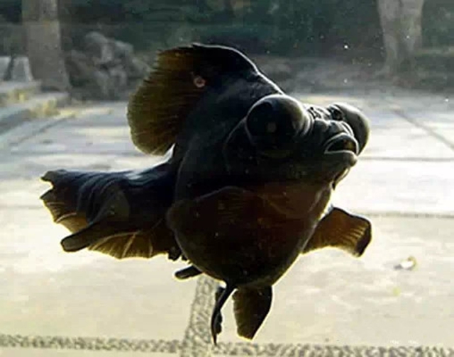 中国金鱼大全!《八》