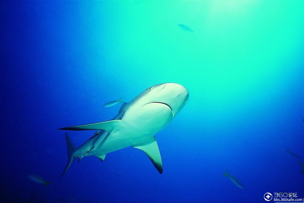 凶猛的鲨鱼
