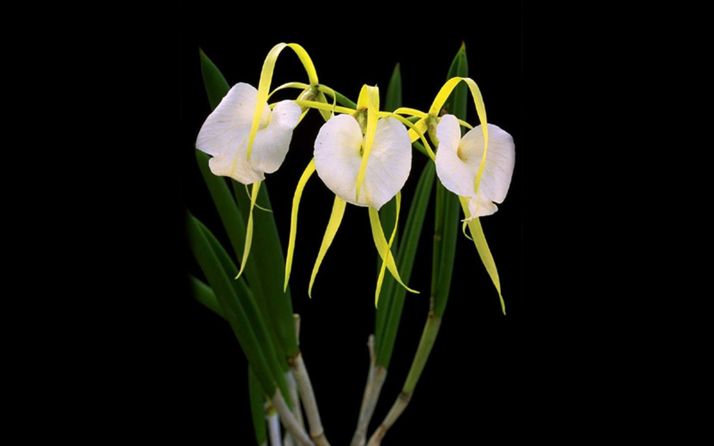 100种珍稀兰花图片图片
