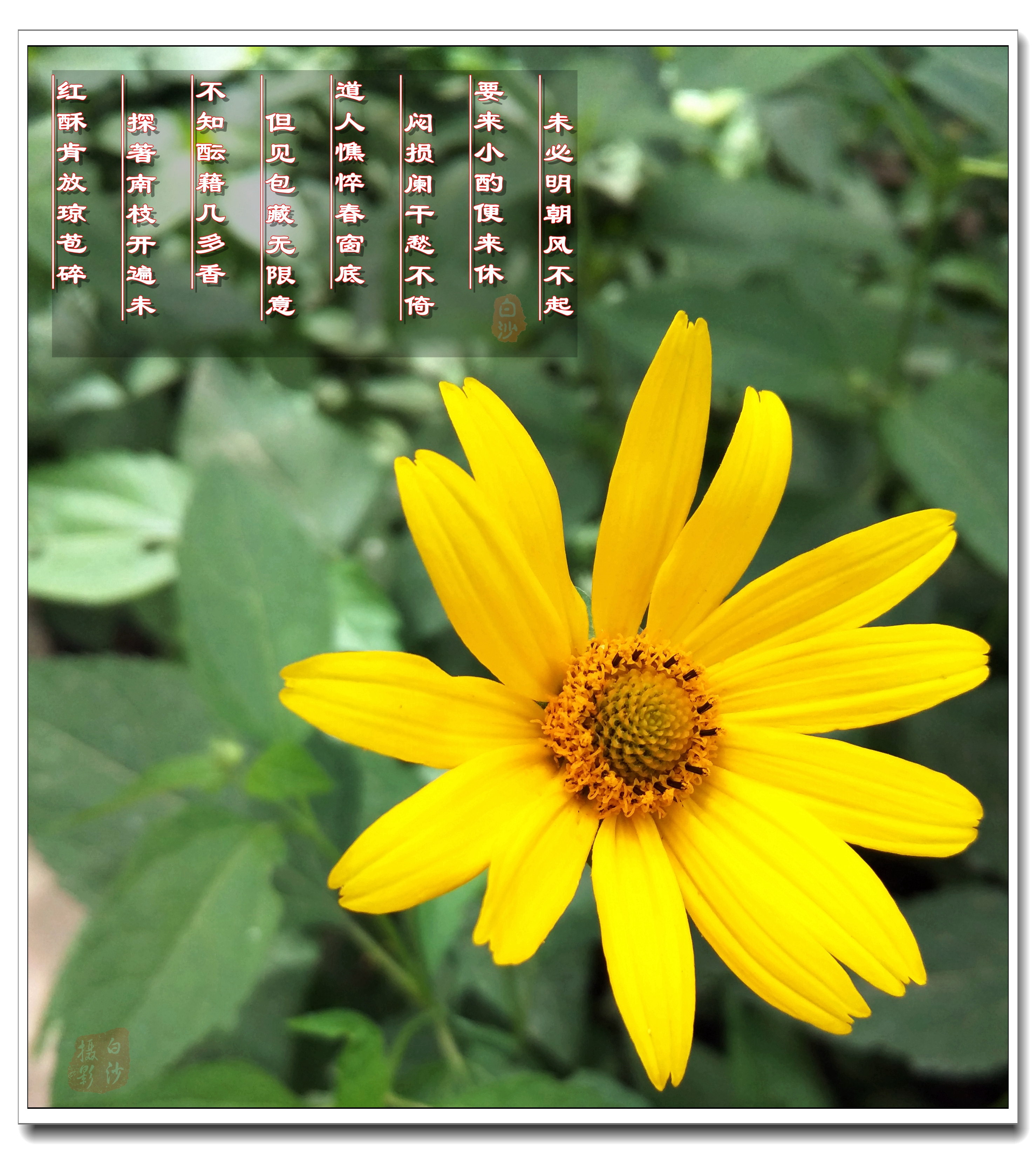 秋菊 诗_360社区