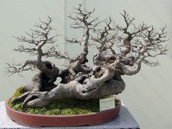 中国优秀传统艺术之盆景(七)