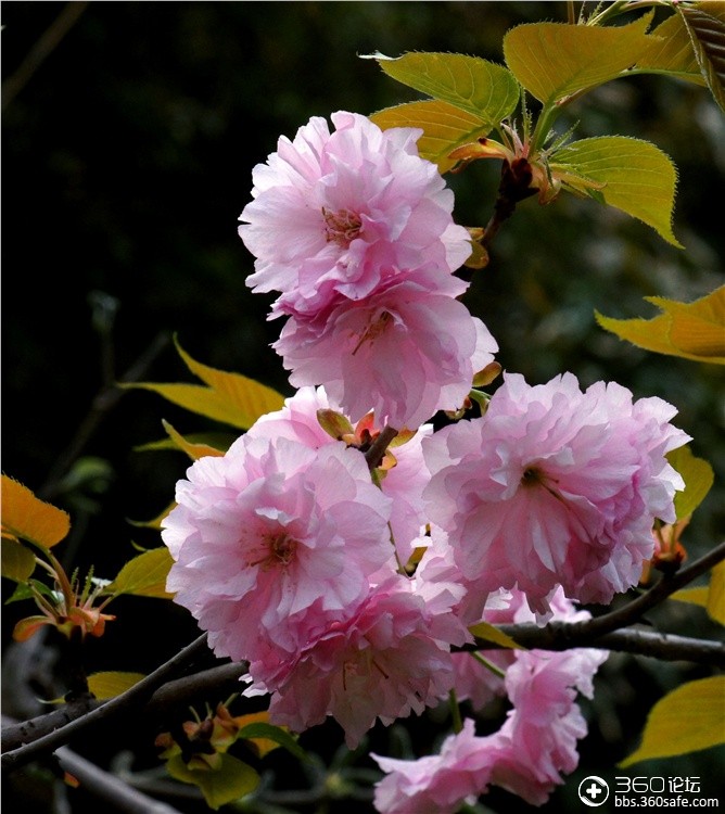 多层花瓣的漂亮樱花.