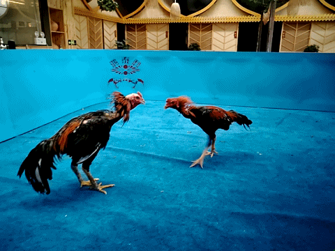 【gif】360手机n7pro带你去看公鸡中的战斗鸡