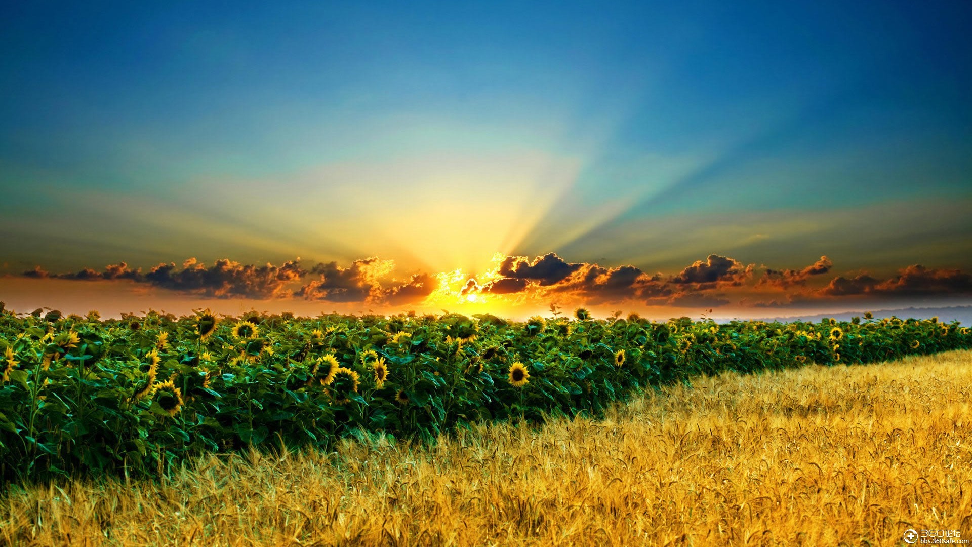 高清晰自然风光壁纸(秋)