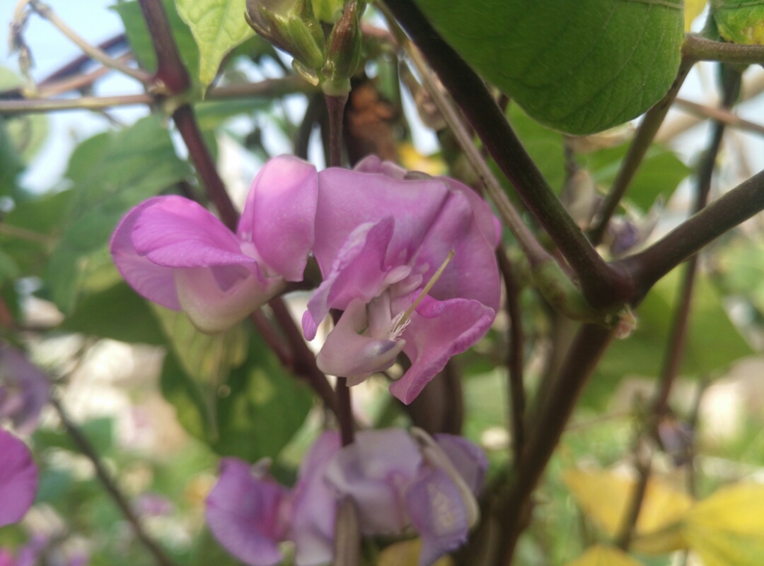 拍一拍扁豆角,很好看的花儿