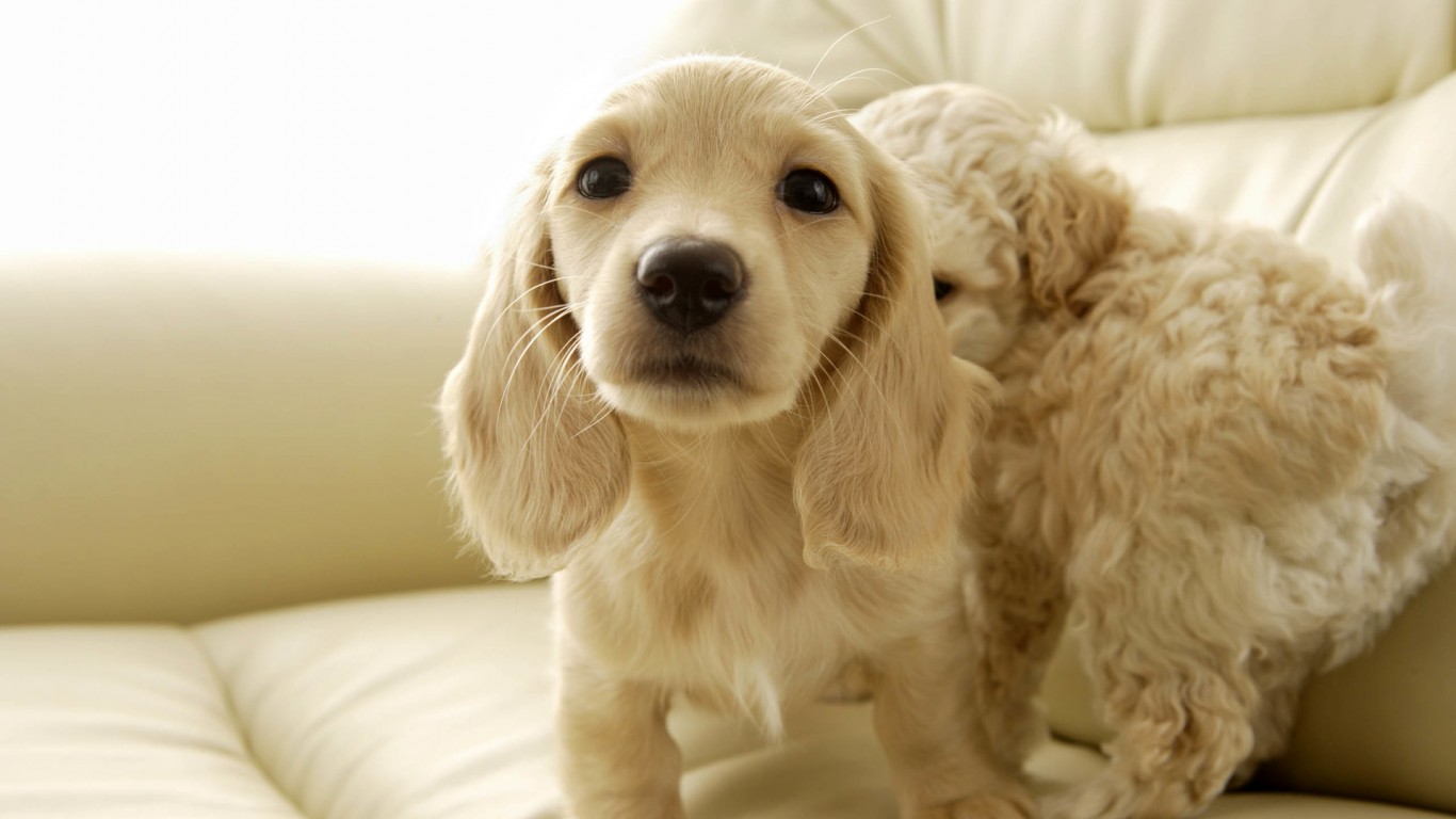 【360资源组】【特别专题六】天然呆高清壁纸1366×768--【114p】