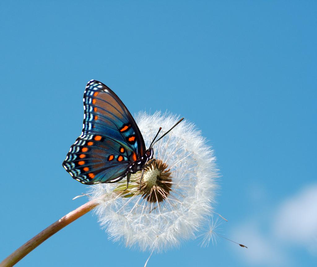 【唯美感悟】翻飞的蝴蝶,你带走了谁的思念.