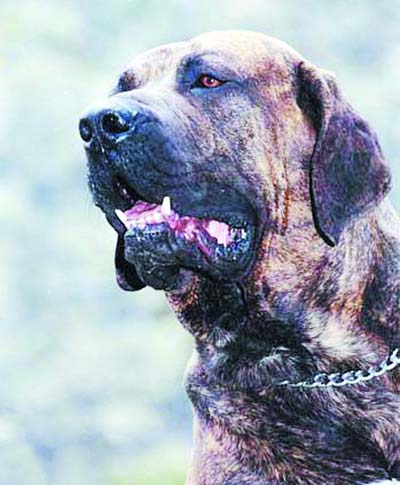 世界最凶恶犬种巴西非勒