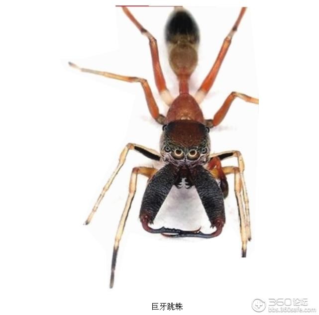 2012年新发现的十大物种(一)