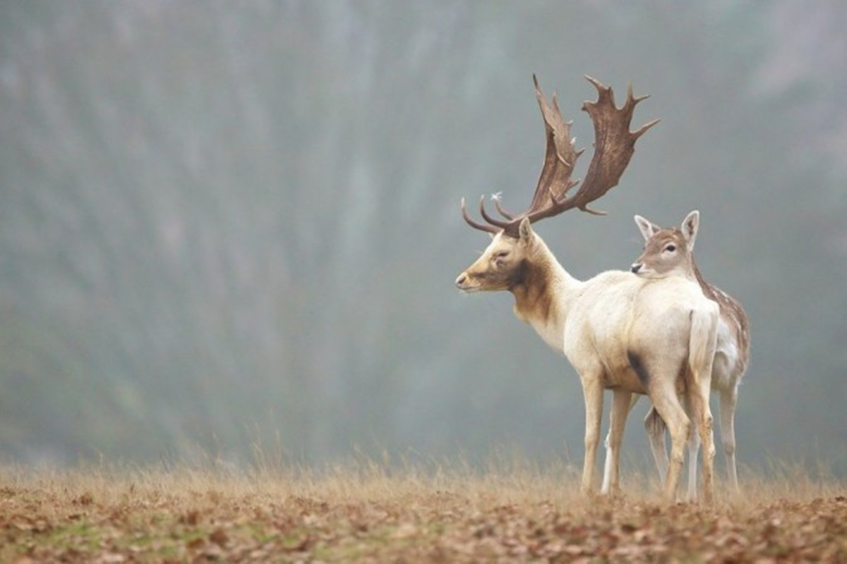 360资源组迷鹿森林高清壁纸1200x80034p