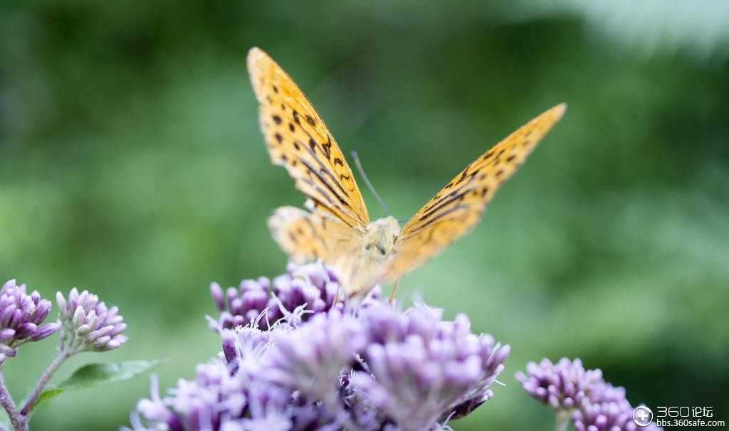 【唯美感悟】翻飞的蝴蝶,你带走了谁的思念.