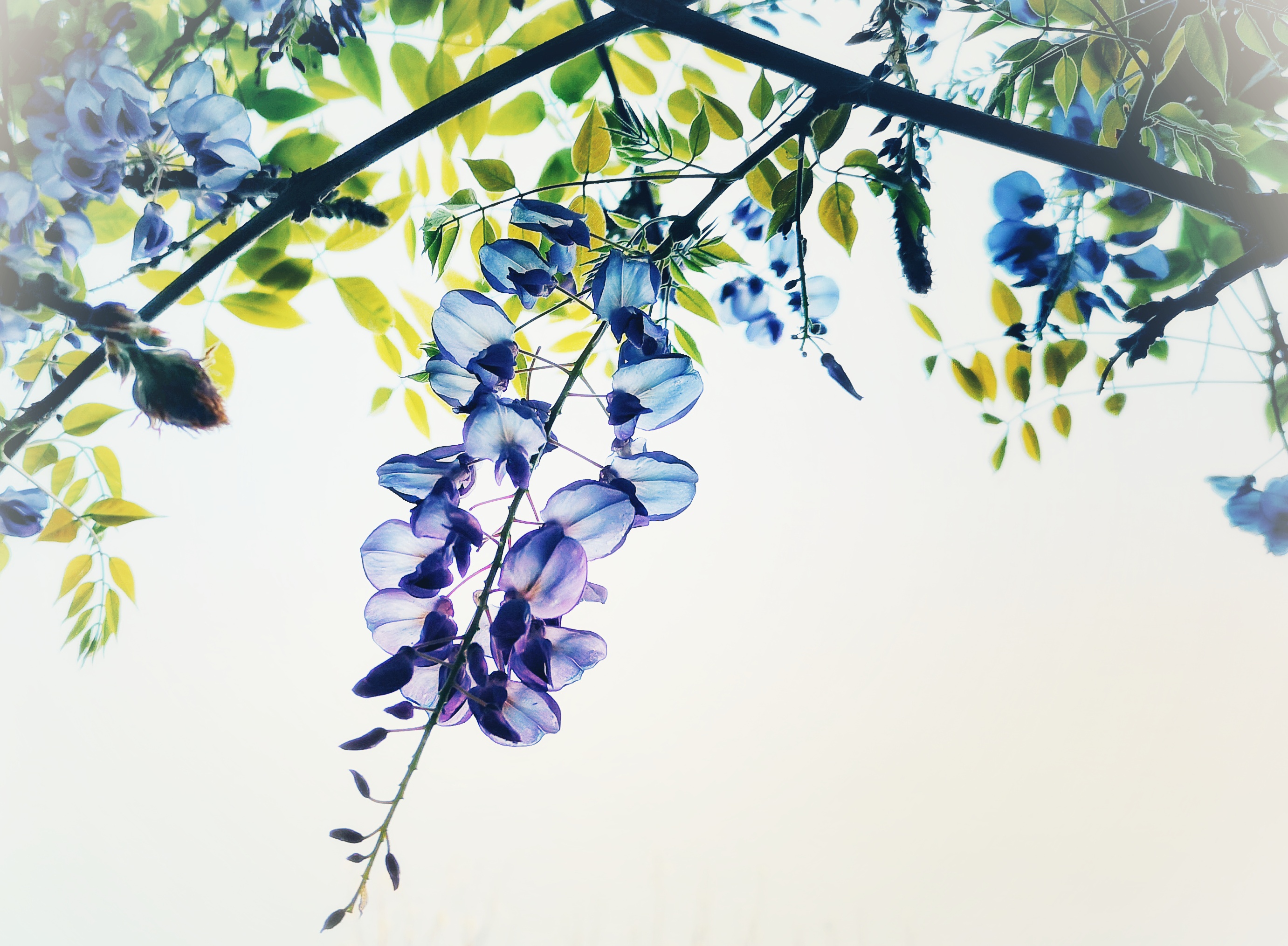 【春之韵】紫藤挂云木,花蔓宜阳春