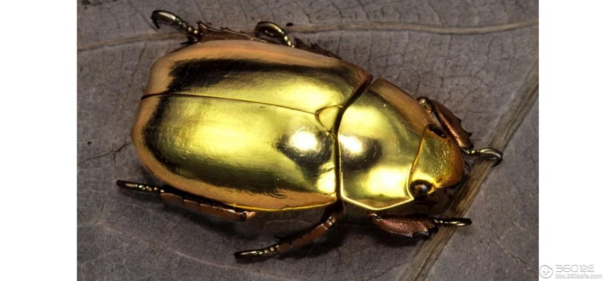 甲壳虫金龟子