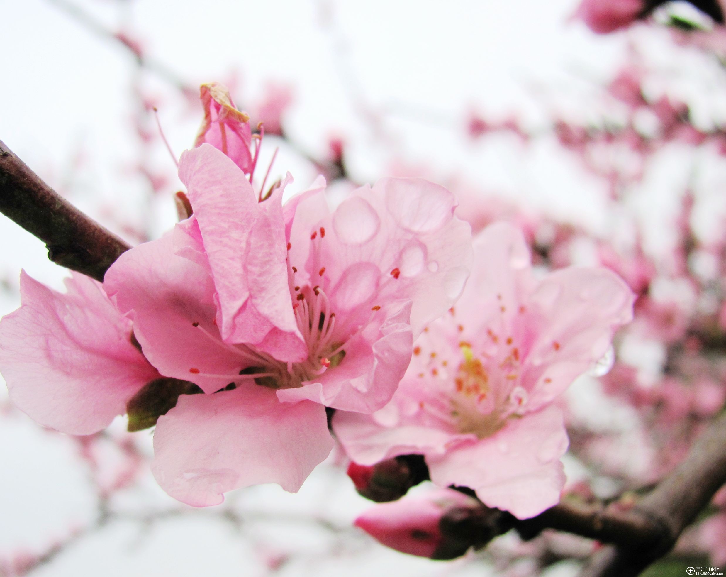 360资源组桃花盛开的姿态妩媚动人