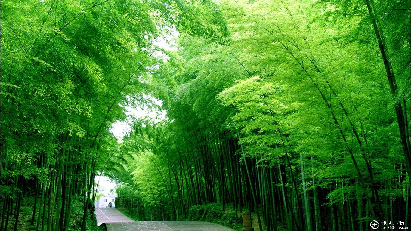 绿的然人心情放松竹林的美你我皆知