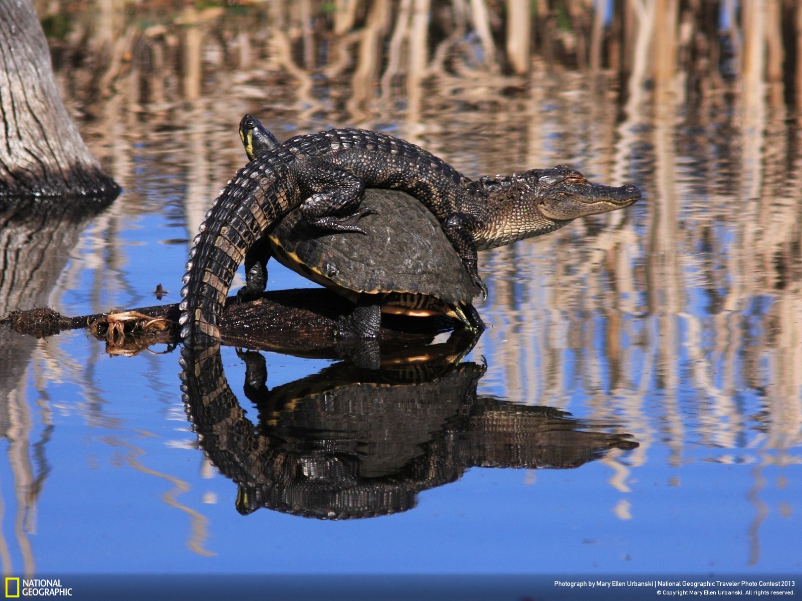 摄于 美国harris neck国家野生动物保护区.jpg