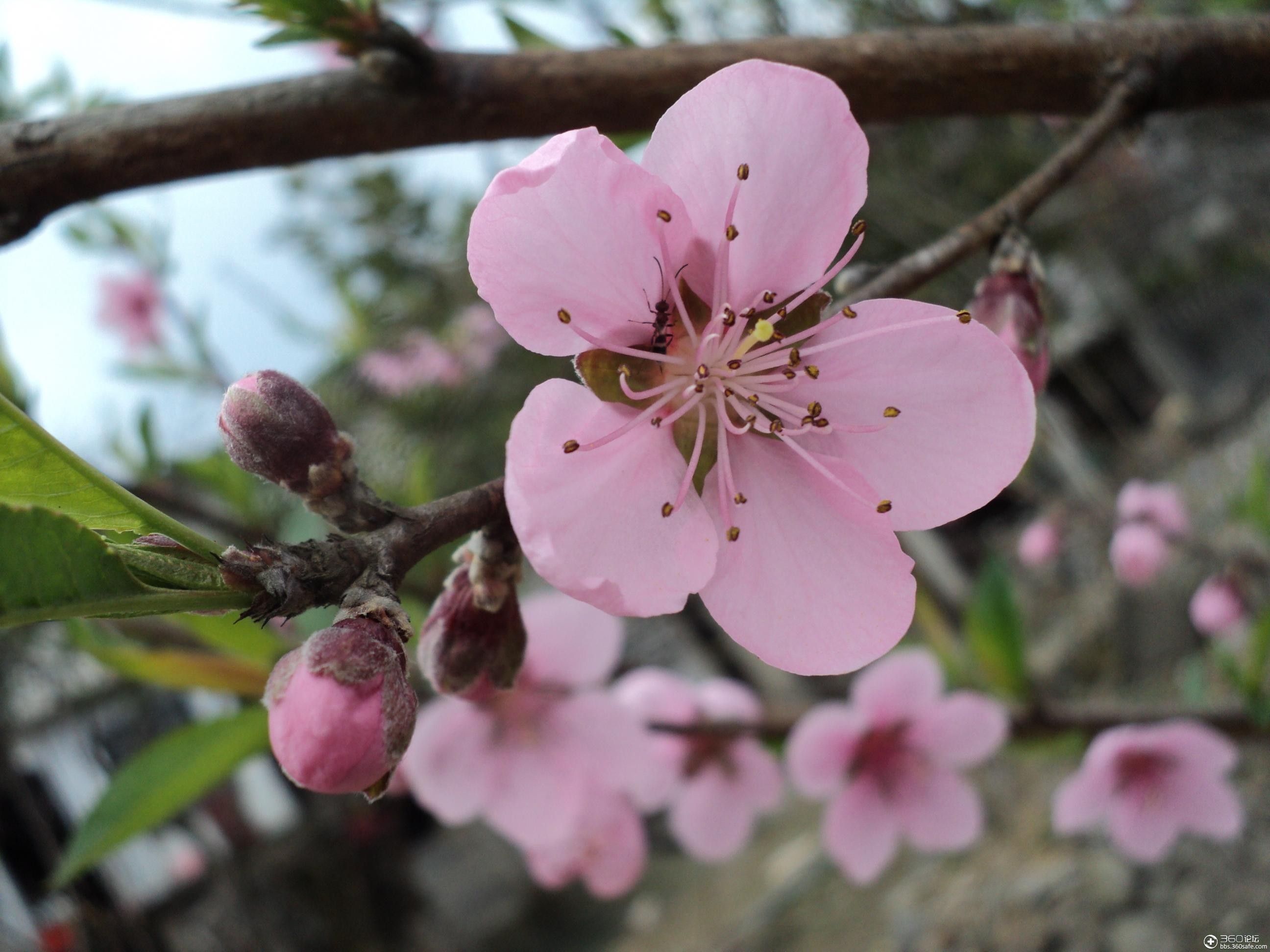 360资源组桃花盛开的姿态妩媚动人