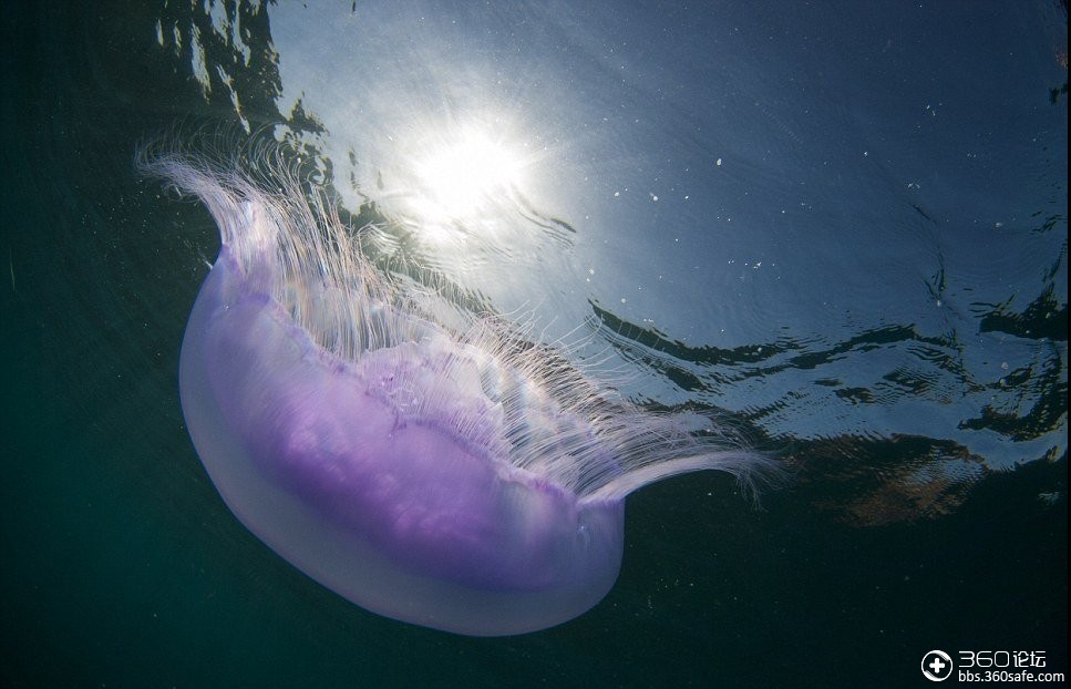 摄影师在红海拍摄酷似ufo"月光水母"