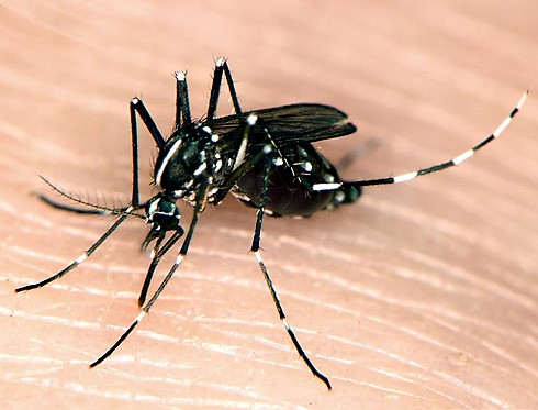 常见蚊子的种类图片