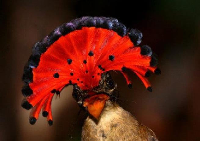 戴胜,别名花和尚,鸡冠鸟等,为佛法僧目戴胜科戴胜属著名鸟类