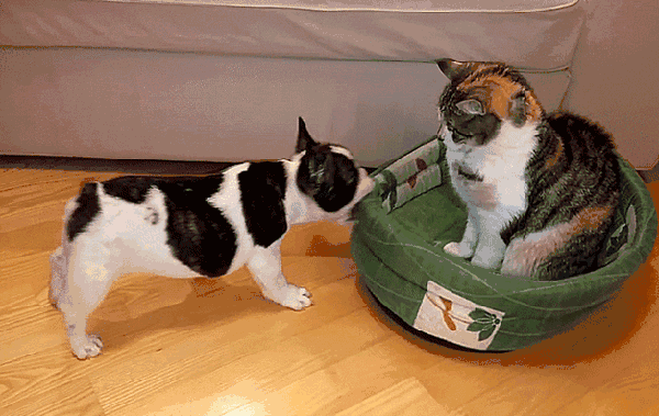 69 综合版区 69 360动态猫成为人类的宠物可谓历史悠久,但是由于