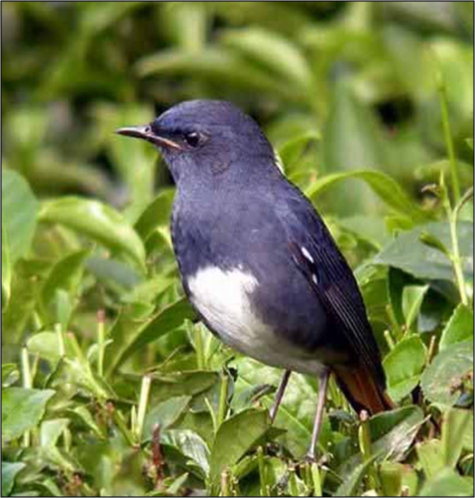 雀形目鸟类图谱 (5)上